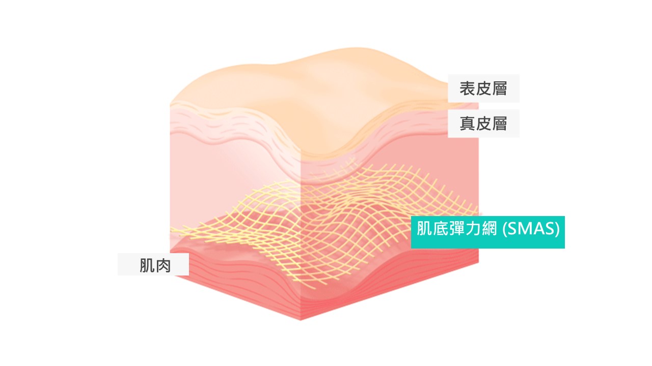 肌腱膜(SMAS) 亦稱「肌底彈力網」的位置所在