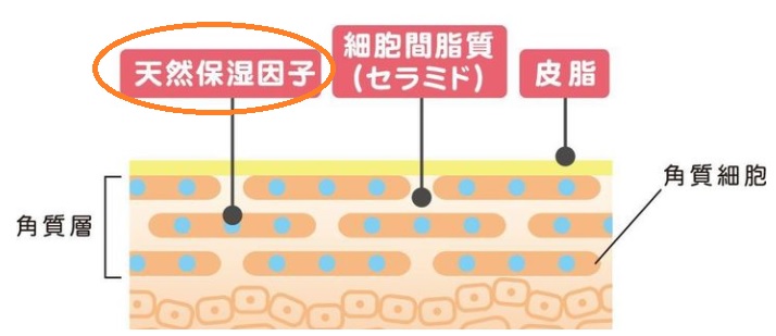 要皮膚水潤就要從「天然保濕因子」NMF說起，它是存在於肌膚表層，是一種存在於人體表皮層的蛋白質，負擔著皮膚保濕的重要任務